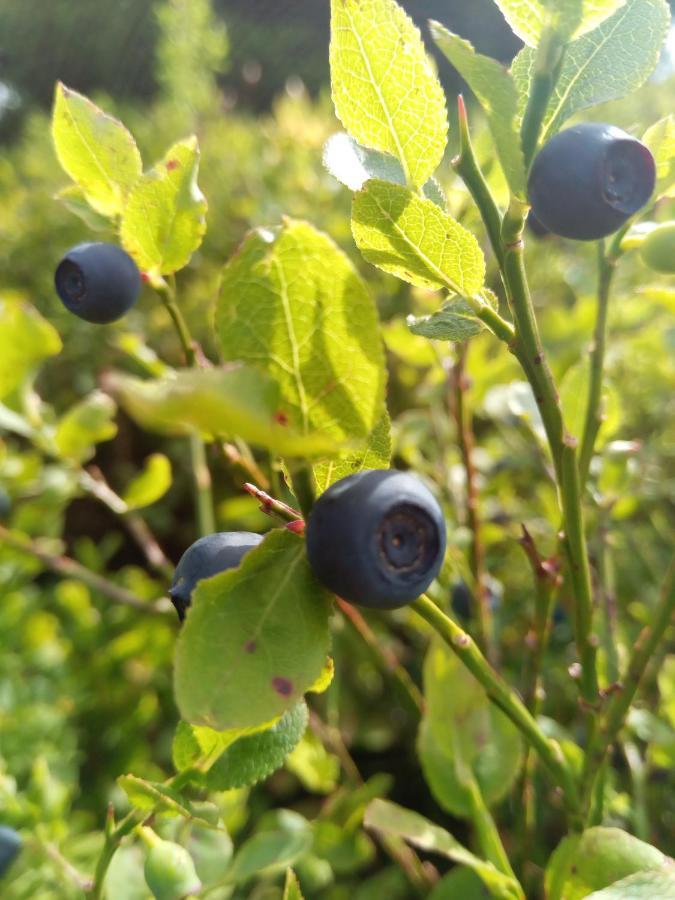 Sadyba U Vani Volovets Buitenkant foto