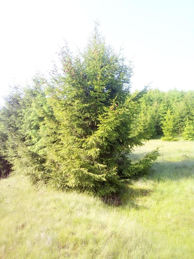 Sadyba U Vani Volovets Buitenkant foto